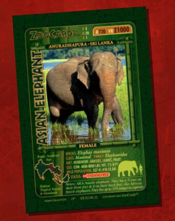 ZooCards Asian Elephant collectible card with species data and rarity stats