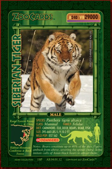 ZooCards Siberian Tiger collectible card — example of the detailed card designs rendered on the site